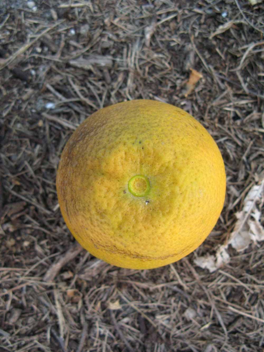              Fruit (Winter Haven, FL)       